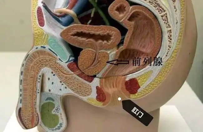 这都什么年~~代，还在打传统飞机？——电动前列腺按摩器使用教程