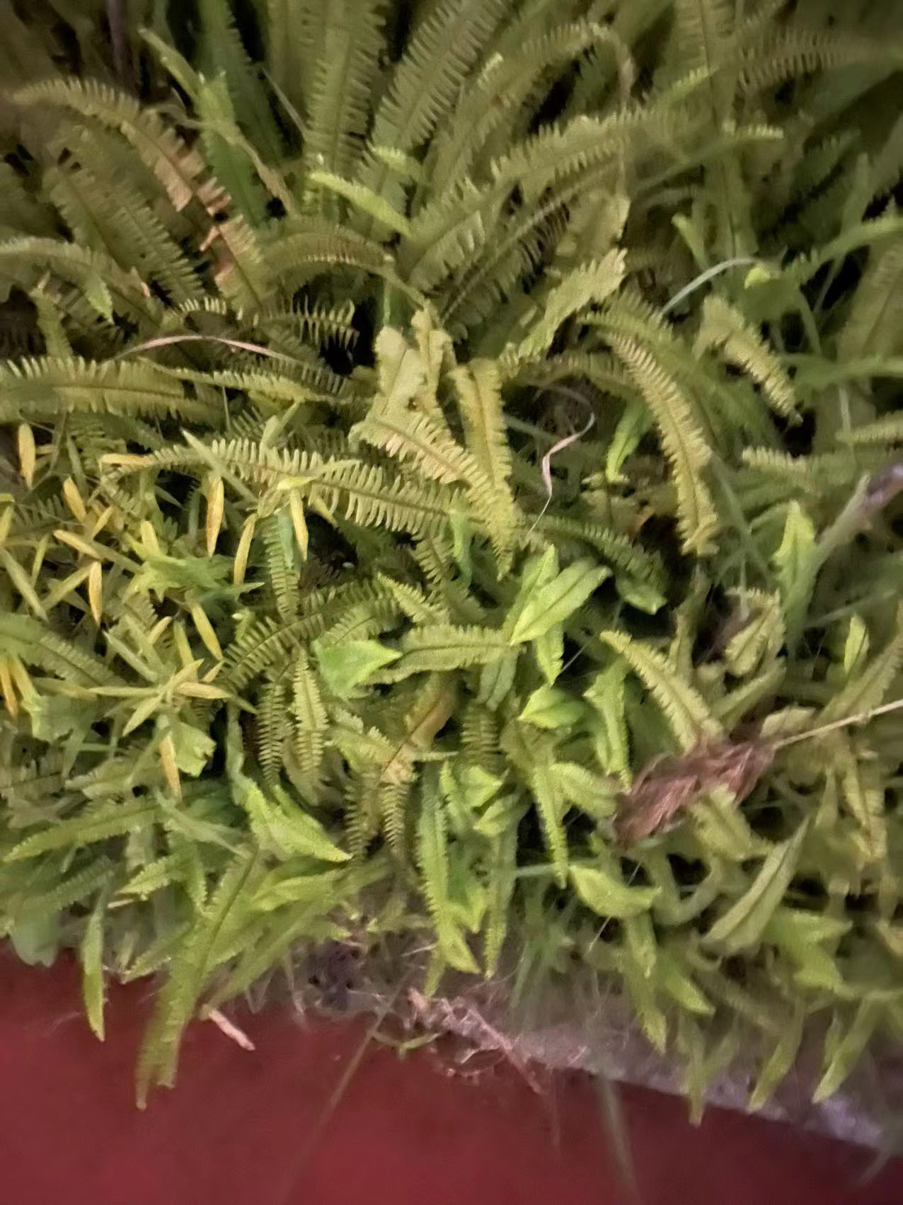 汤玛托易士奇怪味道品鉴,各种怪味香水闻个遍,大嘘老师入驻B站啦!