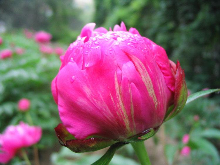 Ride-Japan“蓓蕾猫女仆”(慢玩)评测!有创意的设计,很平庸的软胶