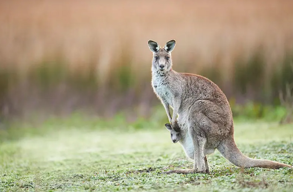 G-project——“艾露法”评测!又双叒叕是双通道,何时业界能放弃这个念头?