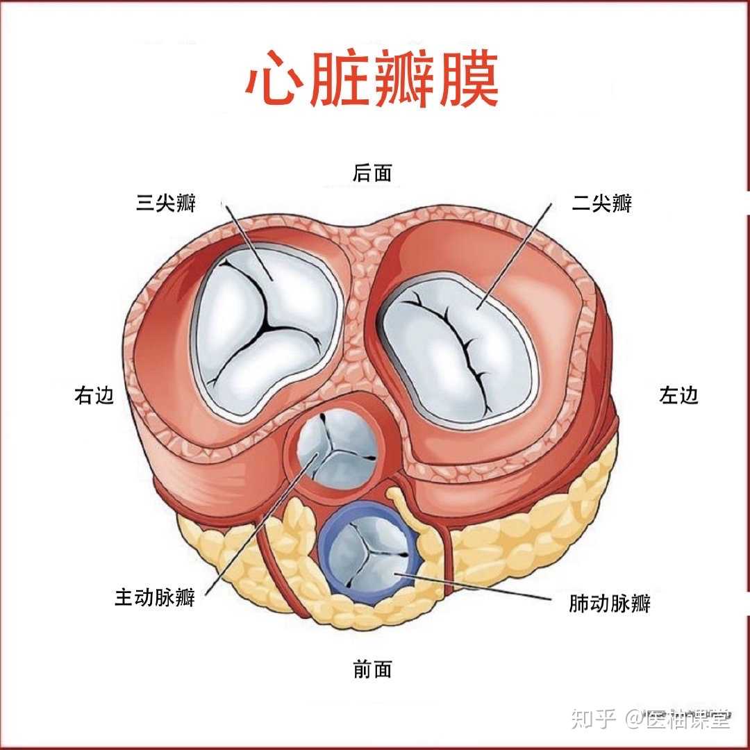 AGIaegir——“星座传说-水瓶座”评测!如同“心脏瓣膜”一般的结构,属实闻所未闻...