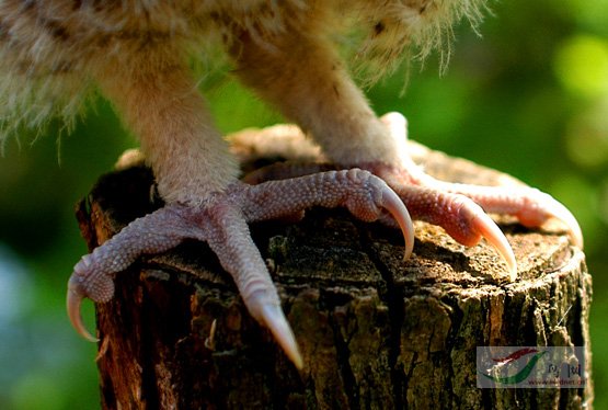 魔眼——“疑似ちつ”评测!深度夸张的旋风螺旋,恐怖体验的暴风龙卷!