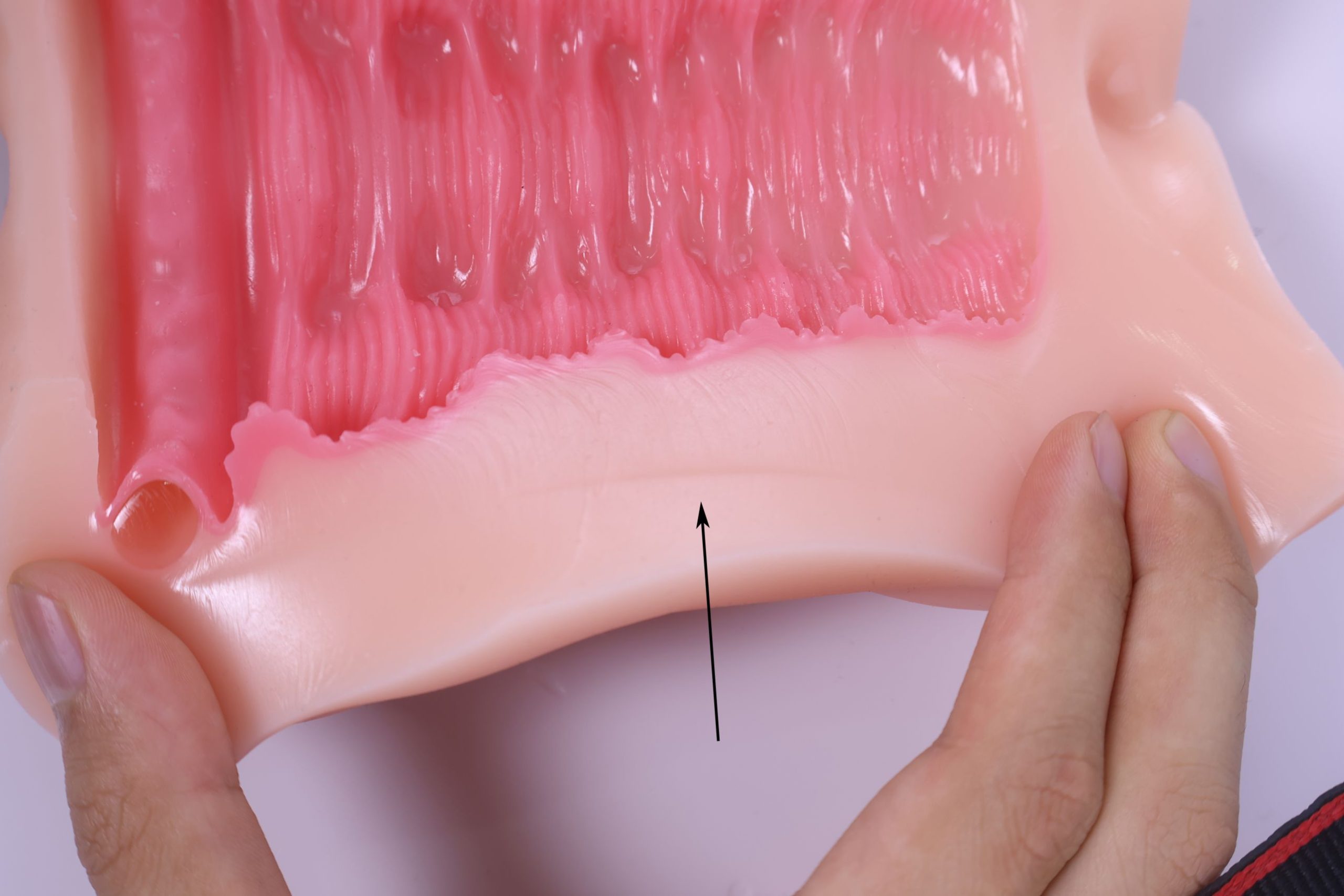 LoveFactor——“萌妻解禁”评测!久违的约束环菊花杯,似曾相识的三层材质结构