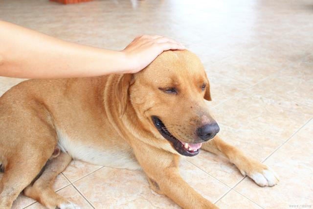 火炮——“残暴的阿丽奈”评测!平坦的“砂纸结构”,真空玩法下居然意外的体验很爽?
