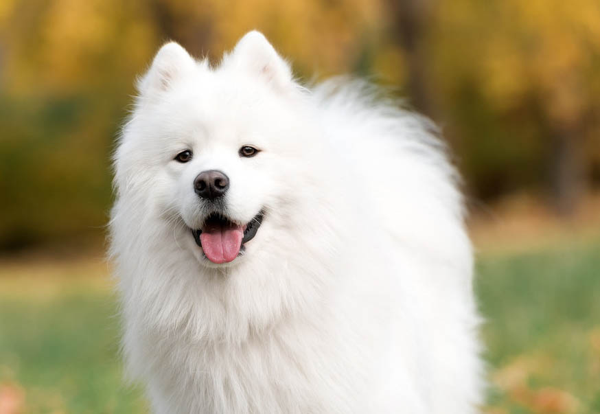 キテルキテル——“独角兽高级版”评测!买到套牌了,但居然比本家还要好?!