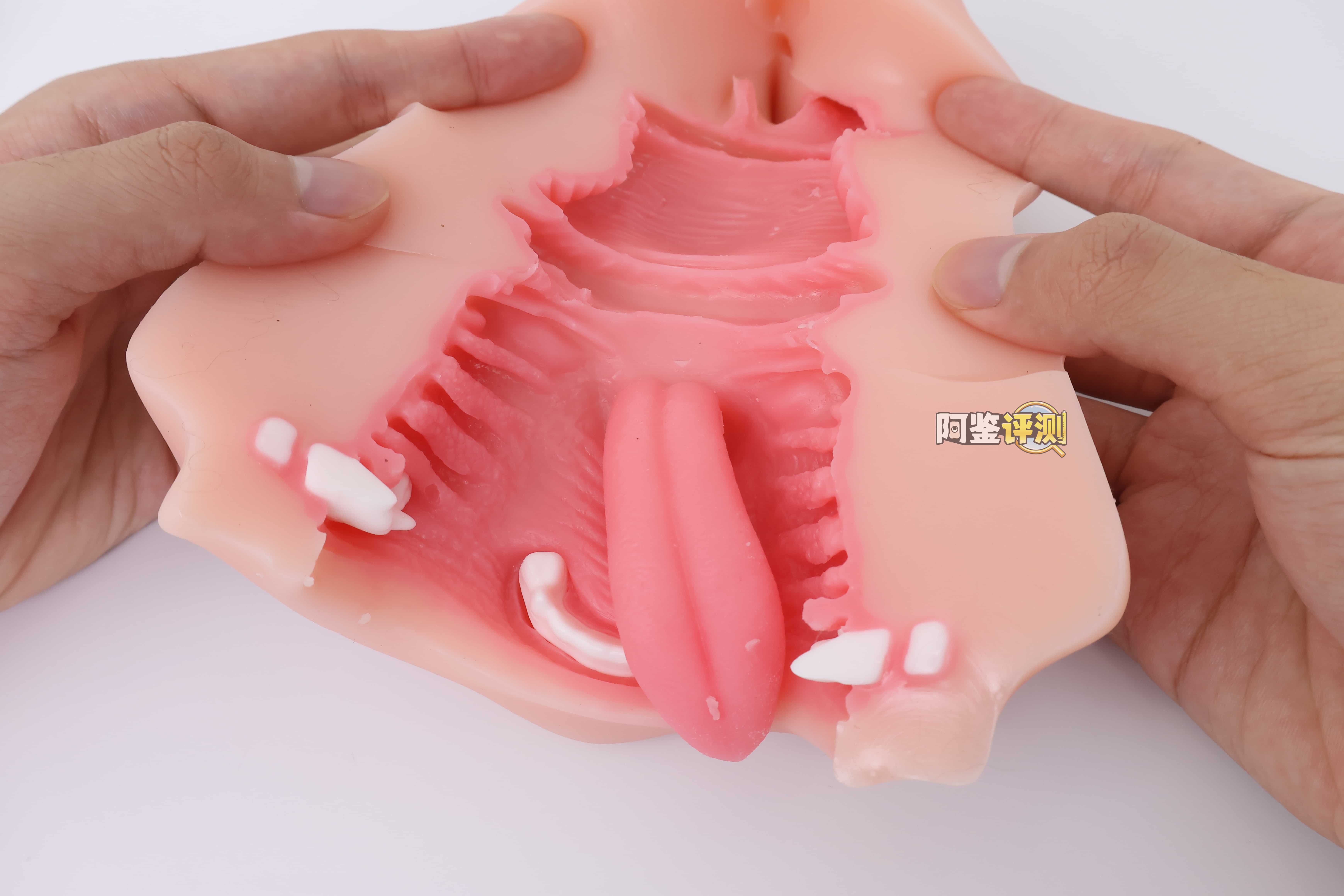 KAGUYANO——”诗多利”评测!非常“二次元画风”的口腔结构,但深处的简单结构并不实用