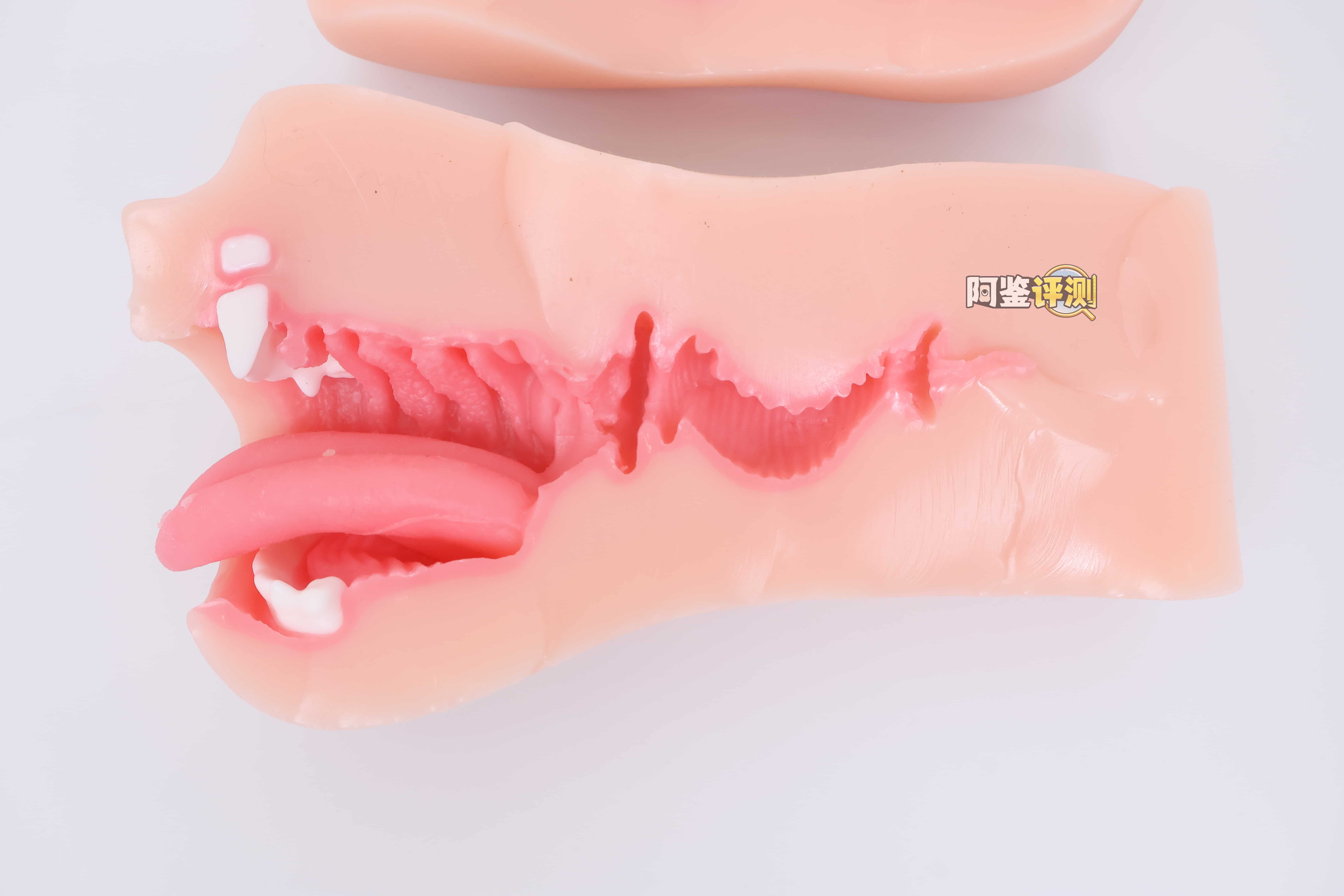 KAGUYANO——”诗多利”评测!非常“二次元画风”的口腔结构,但深处的简单结构并不实用